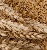 a bunch of wheat ears are shown in this image hamer candy