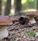 Les cèpes de Bordeaux, scientifiquement connus sous le nom de Boletus edulis