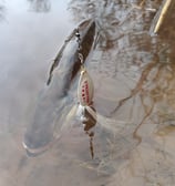 AnglerTails sukrės