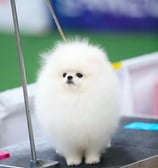 Cachorro calidad show de pomerania blanco en mexico FCM