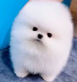 Cachorro pomeranian mini toy