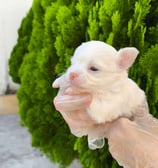 chihuahua pêlo longo branco de nariz chocolate macho