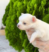 chihuahua pêlo longo branco macho