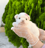 chihuahua pêlo longo branca fêmea