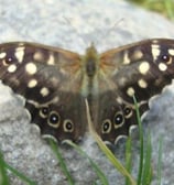 Speckled Wood