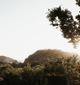 sunset overlooking tropical garden