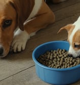 two dogs are eating BSF larvae of a blue bowl