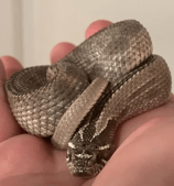 axanthic Western Hognose