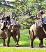 a group of people riding on elephants in the jungle