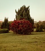 Fotografia de natureza - Lightroom