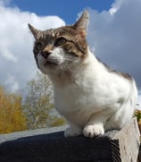 Wilbur on the shed roof looking out towards eternity.
