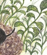 A cute little mole lying on its hill