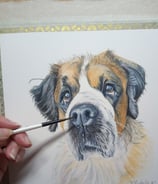 Pet Portrait commissioned, St Bernard