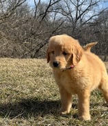photographer portrait of a puppy dog standing in the grass