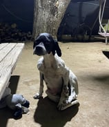 Hundehalsketten
