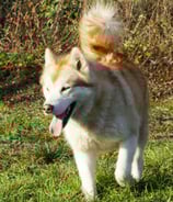 alaskan malamute fattrice rosso bianca