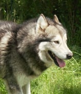 alaskan malamute stallone grigio lupo