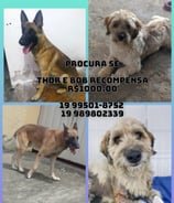 1006 - Fugiram Satelite Iris/Campinas/machos/19-99797.0803