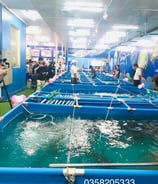 Bể bạt nuôi cá Koi