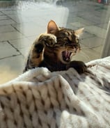 Verspielte Katze beim Katzensitting – liebevolle Pflege + individuelle Betreuung entspannt