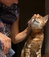 Entspannte Katze beim Katzensitting in Königstein liebevoll mein-katzensitter.de