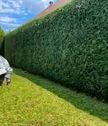 Expert hedge trimming to shape and maintain healthy hedges in Saint-Lazare