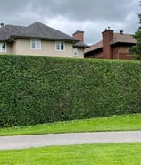 Arborist performing precise hedge trimming on a residential property in West Island