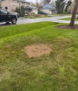 Stump grinding service in progress in Saint-Lazare backyard