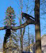 Tree removal service clearing a hazardous tree in Saint-Lazare