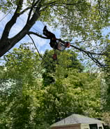 Expert pruning and branch removal on a mature tree in Vaudreuil