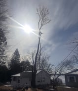 Expert tree removal team working with safety equipment in Hudson