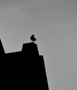 A bird, perched on a roof, silhouetted against a dull sky. Cockburn Street, Edinburgh