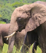 a couple of elephants walking through the grass