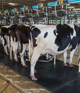 a herd of cows standing in a row of cows