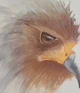 A striking watercolor of a hawk’s gaze, where each brushstroke like a powerful note in a ballad