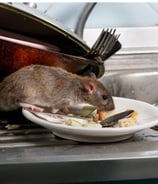 rat