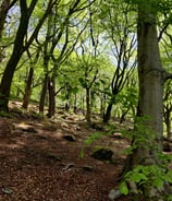 undermanaged beech woodland in colden clough