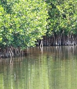 Image de Mangroves de Fort Dauphin Fort liberté Haïti
