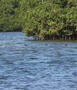 Image de Mangroves lagon aux boeufs de Fort Dauphin Fort liberté Haïti