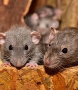 deux rats bruns sont assis sur une boîte en bois