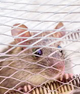 racun tikus paling ampuh