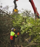 coupe arbre cotes d'armor
