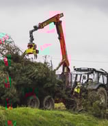 coupe arbre gênant