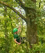l'elagueur grimpeur élague les arbres en bretagne