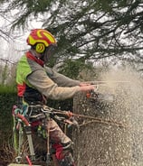 l'élagage des arbres permet de les maintenir en santé