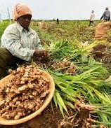 Farmer harvesting ginger. The  freshly harvested ginger plants are placed in a basket and sacks. 