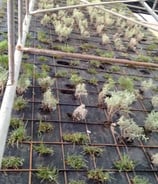jardin vertical
