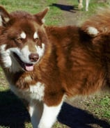 alaskan malamute fattrice mogano