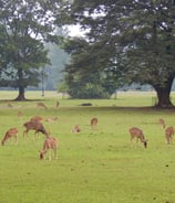 kebun raya bogor