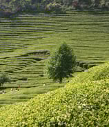 Tamanasari Tea Plantation